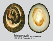 Scutellastra argenvillei